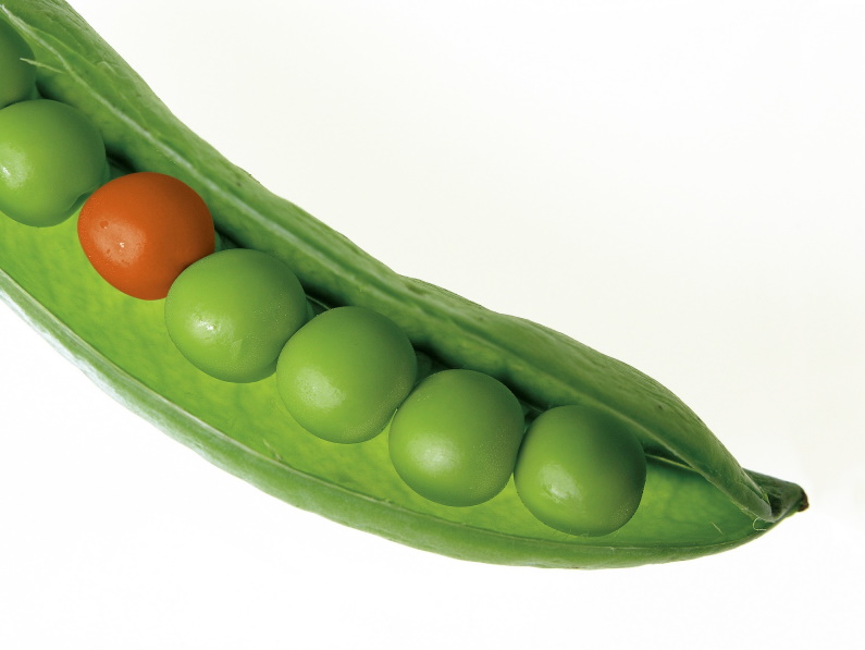 pea pod with green peas and one red pea